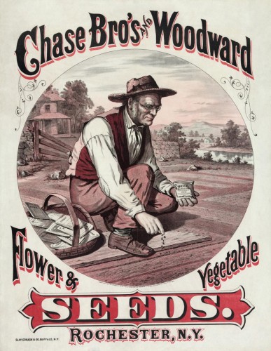 Chase Bro's & Woodward: Seeds