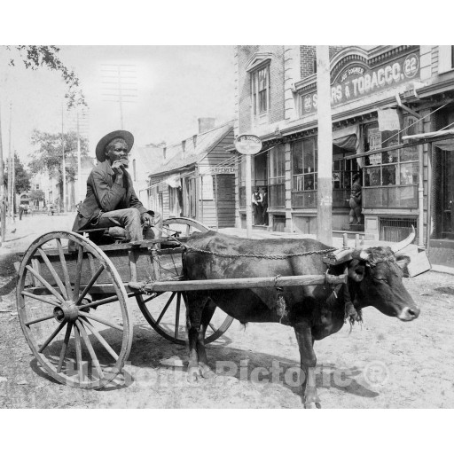 Savannah, Georgia, Driving an Ox Cart, c1880