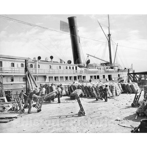 Savannah, Georgia, Loading Cotton onto a Steamer, c1904