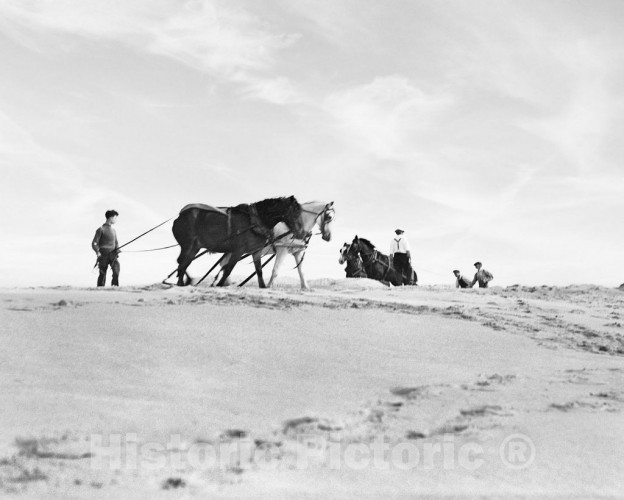Long Island, New York, Horses in East Hampton, c1937