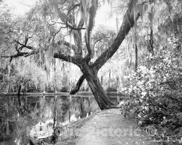 Charleston, South Carolina, Magnolia-on-the-Ashley, c1907