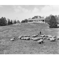 Grazing Below  the Mansion House, Druid Hill Park, c1906