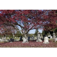 St. John Cemetery, Darien