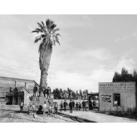 The San Pedro Palm in Transit, c1889