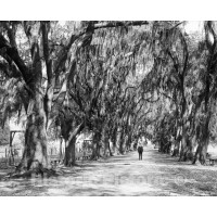 New Orleans, Louisiana, Live Oaks in Audubon Park, c1906