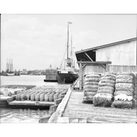 Savannah, Georgia, The Cotton Docks, c1907